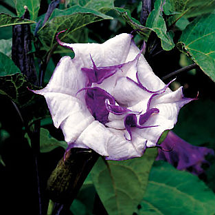 (image for) Datura 'Double Blackcurrant Swirl' 5 Seeds - Click Image to Close